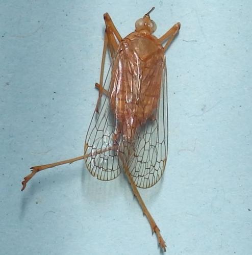 Neomiasa telifera